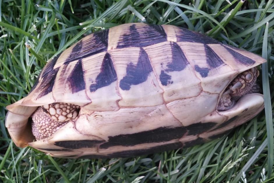 Disappearance alert Tortoise Female , 2025 years Léognan France