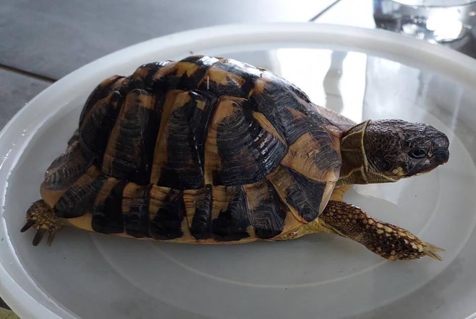 Disappearance alert Tortoise Male , 2025 years Veyrac France