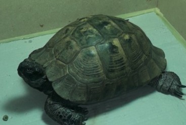 Alerta de Desaparición Tortuga Hembra , 2025 años Brunoy Francia