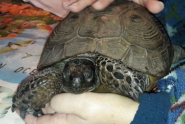 Alerta de Desaparición Tortuga Hembra , 2025 años Brunoy Francia