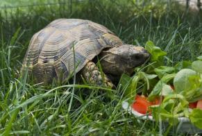 Alerta de Hallazgo Tortuga Desconocido Bossey Francia