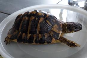 Alerta de Desaparición Tortuga Macho , 2025 años Veyrac Francia