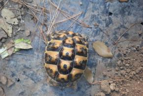 Alerta de Hallazgo Tortuga Desconocido Mesquer Francia
