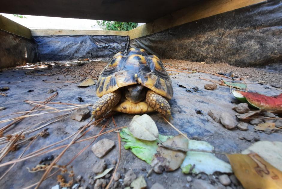 Alerta de Hallazgo Tortuga Desconocido Mesquer Francia