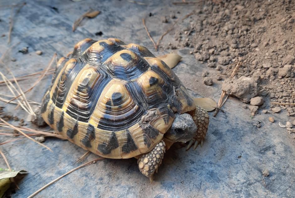 Alerta de Hallazgo Tortuga Desconocido Mesquer Francia