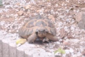 Alerta de Hallazgo Tortuga Desconocido Montpellier Francia