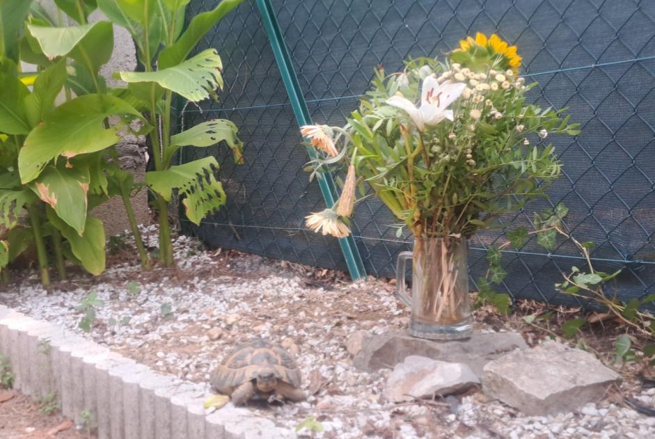 Alerta de Hallazgo Tortuga Desconocido Montpellier Francia