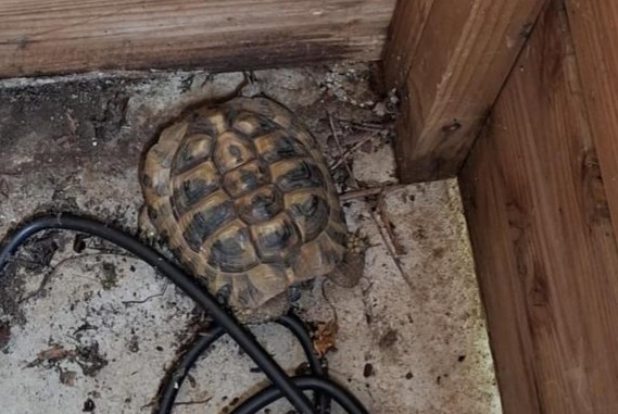 Alerta de Hallazgo Tortuga Desconocido , 2025 años Serre-les-Sapins Francia