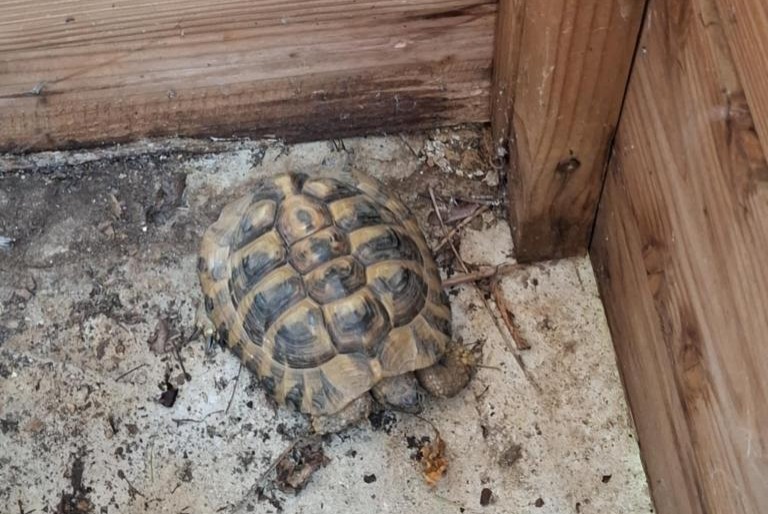Alerta de Hallazgo Tortuga Desconocido , 2025 años Serre-les-Sapins Francia
