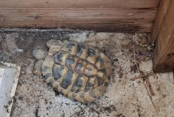 Alerta de Hallazgo Tortuga Desconocido , 2025 años Serre-les-Sapins Francia