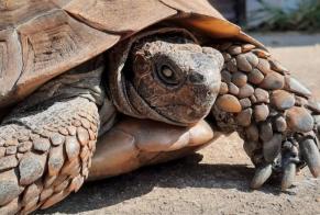 Alerte Disparition Tortue Femelle , 2025 ans Brunoy France