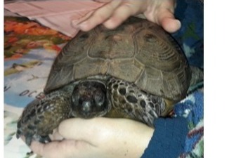 Alerte Disparition Tortue Femelle , 2025 ans Brunoy France