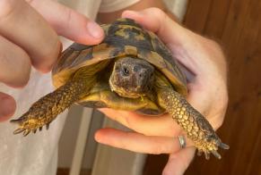 Alerte Découverte Tortue Inconnu Saint-Mandrier-sur-Mer France