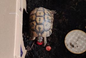 Alerte Découverte Tortue Mâle Bruges France