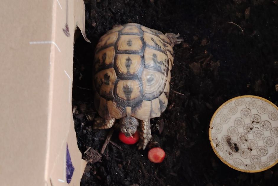 Alerte Découverte Tortue Mâle Bruges France