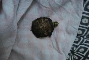 Alerte Découverte Tortue Inconnu Hendaye France