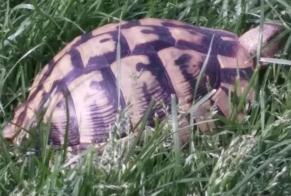 Alerte Disparition Tortue Femelle , 2025 ans Léognan France