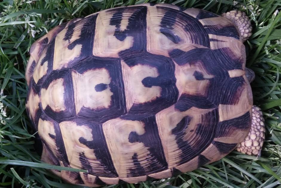 Alerte Disparition Tortue Femelle , 2025 ans Léognan France