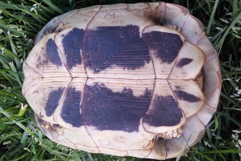 Alerte Disparition Tortue Femelle , 2025 ans Léognan France