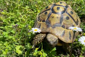 Alerte Disparition Tortue Femelle , 2025 ans Le Fenouiller France