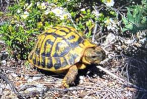 Alerte Disparition Tortue Femelle , 2025 ans Gattières France