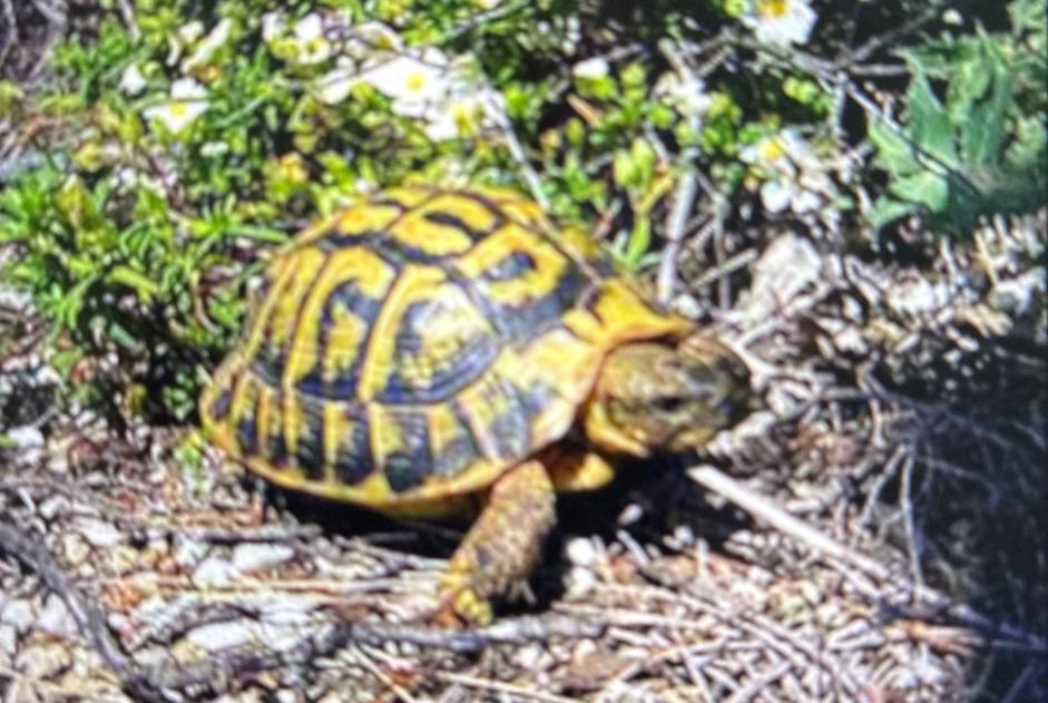 Alerte Disparition Tortue Femelle , 2025 ans Gattières France
