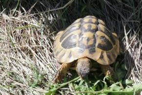 Alerte Disparition Tortue Mâle , 2025 ans Auxerre France