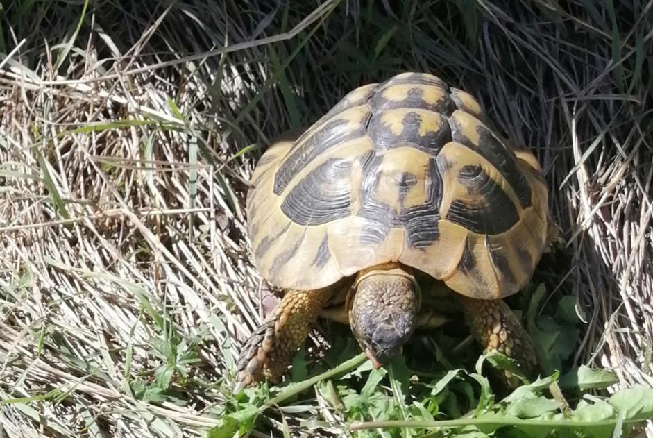 Alerte Disparition Tortue Mâle , 2025 ans Auxerre France