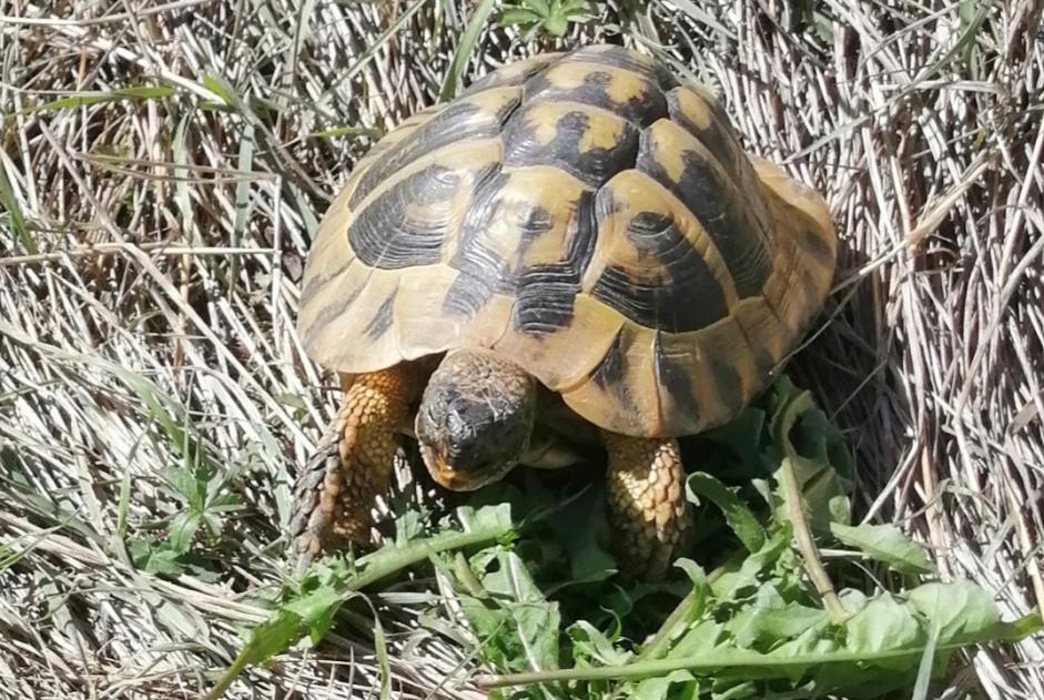 Alerte Disparition Tortue Mâle , 2025 ans Auxerre France