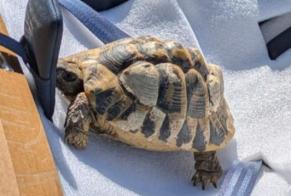 Alerte Disparition Tortue Mâle , 2026 ans Ramonville-Saint-Agne France